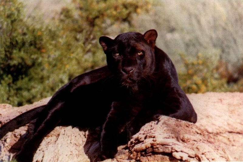 Blackpanther - 46.jpg